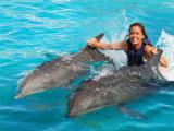 Sea Life Park Dolphin Royal Swim